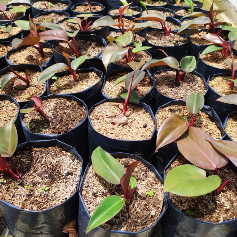 philo jantung hati | Shopee Indonesia