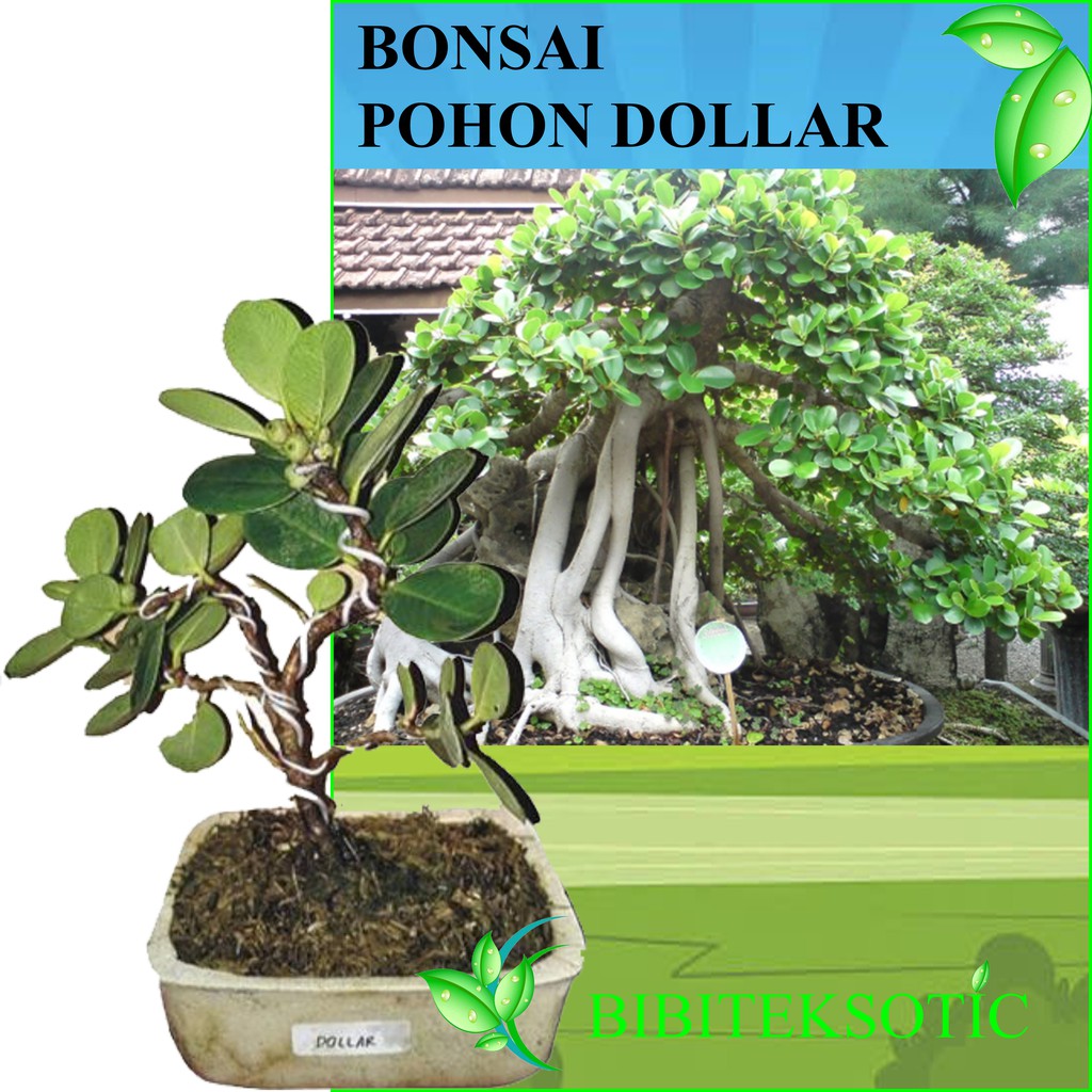 Jenis bonsai ficus yang paling popular yaitu, ficus retusa yang memiliki bentuk batang yang melengkung dan daun oval berwarna hijau tua. Tanaman Bonsai Pohon Dollar Shopee Indonesia