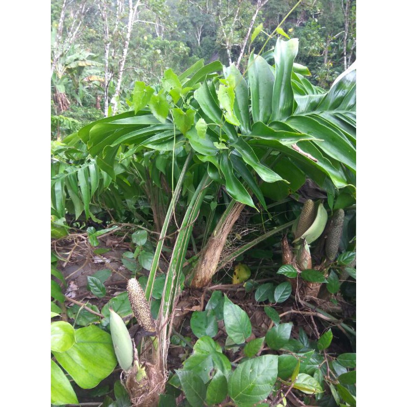 Berspora LangkaMonstera Rhaphidophora pinnata Epipremnum | Shopee Indonesia