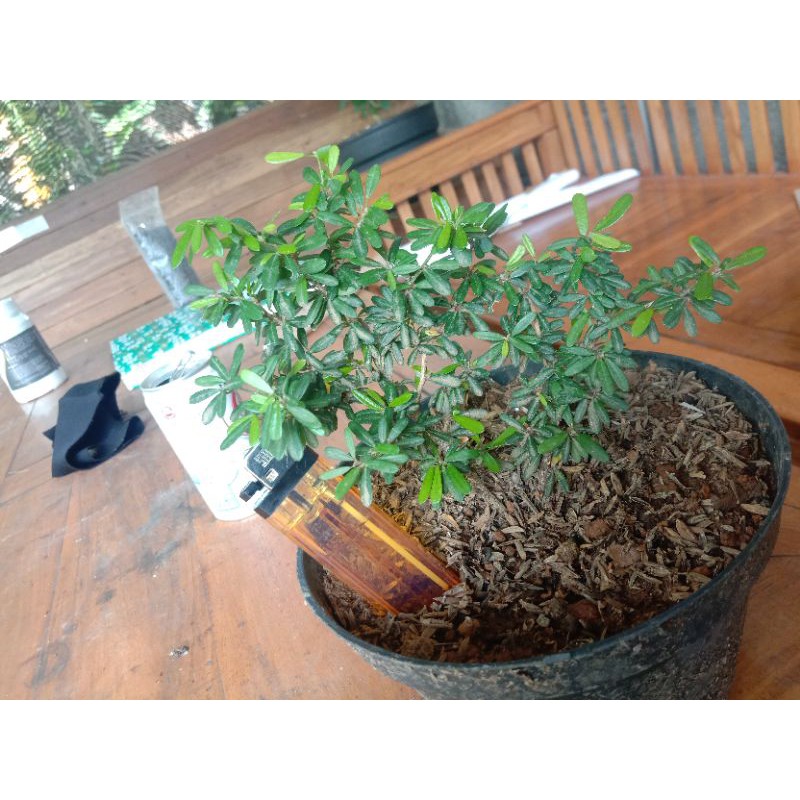 Bonsai saeng simbur super mikro from vietnam. Bibit Bonsai Bunga Saeng Simbur Vietnam Super Micro Bunga Ungu Shopee Indonesia