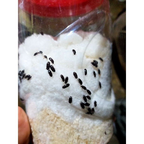 Jual semut Jepang Indonesia|Shopee Indonesia