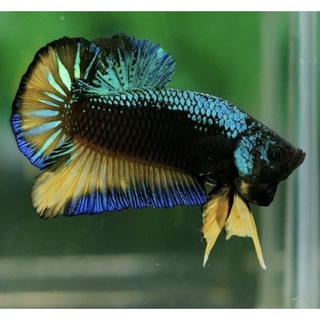 On instagram betta nada casual aquarium reef reeftank plantedtank photogr ikan cupang ikan . Jual Ikan Cupang Koi Galaxy Indonesia Shopee Indonesia