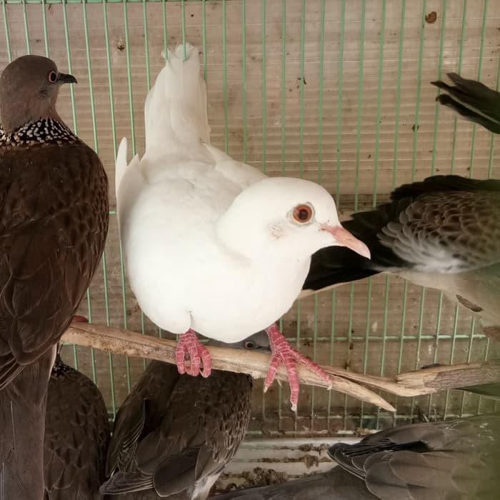 Jual [Perawatan Burung] Terlaris Burung Puter Albino Mata Merah Bisa  Dikirim Indonesia Indonesia|Shopee Indonesia