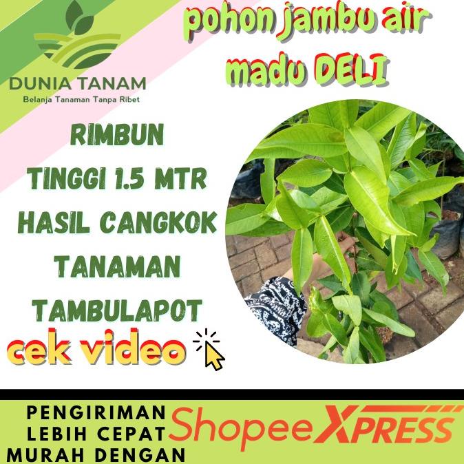 Oke Price.. [HASIL CANGKOK] BIBIT TANAMAN BUAH JAMBU AIR MERAH MADU DELI  CITRA KING ROSE KANCING BER | Shopee Indonesia