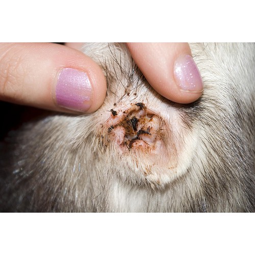 Sampo ketoconazole dan anti jamur · 3. Pet Otic Obat Tetes Kutu Infeksi Jamur Telinga Hewan Kucing Anjing Shopee Indonesia
