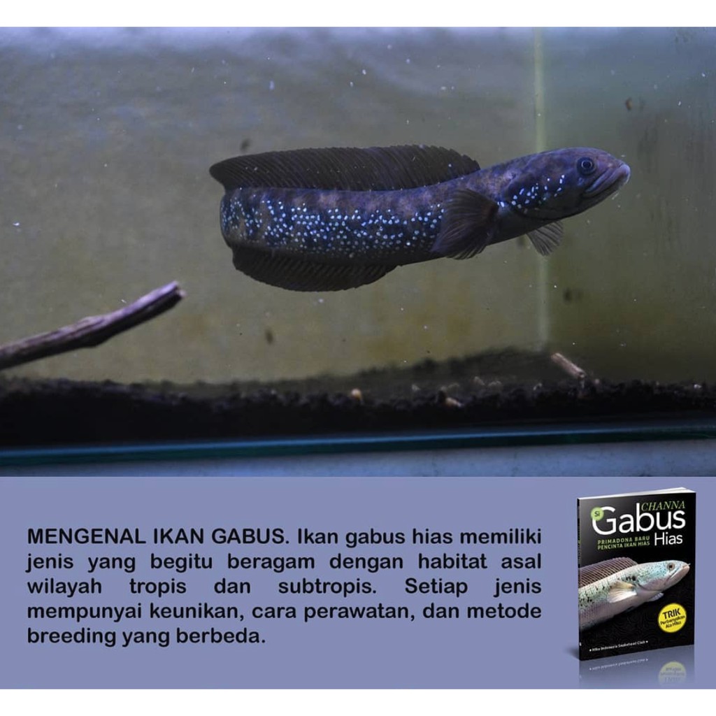 CHANNA SI GABUS HIAS | Shopee Indonesia