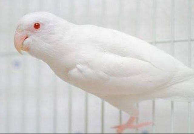 Yuk Simak Harga Burung Lovebird Albino Mata Merah 2021 Terbaru 