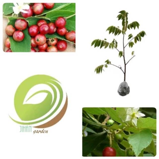 Yuk, tanam pohon peneduh berikut ini yang akan membuat rumahmu lebih adem! Bibit Pohon Tanaman Buah Seri Kersen Karsen Shopee Indonesia