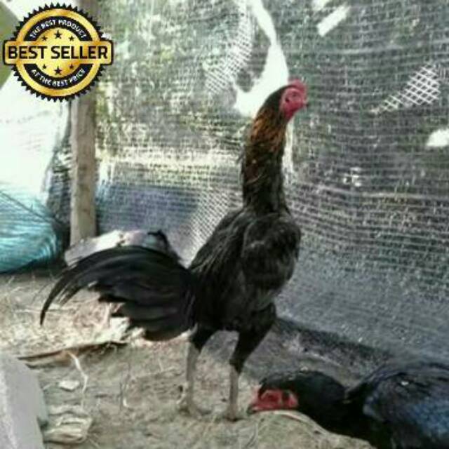 Gratis Download Gambar 5 Gaya Bertarung Hebat Ayam Bangkok Pakhoy Beserta Video Terupdate oleh Lampunghits.com