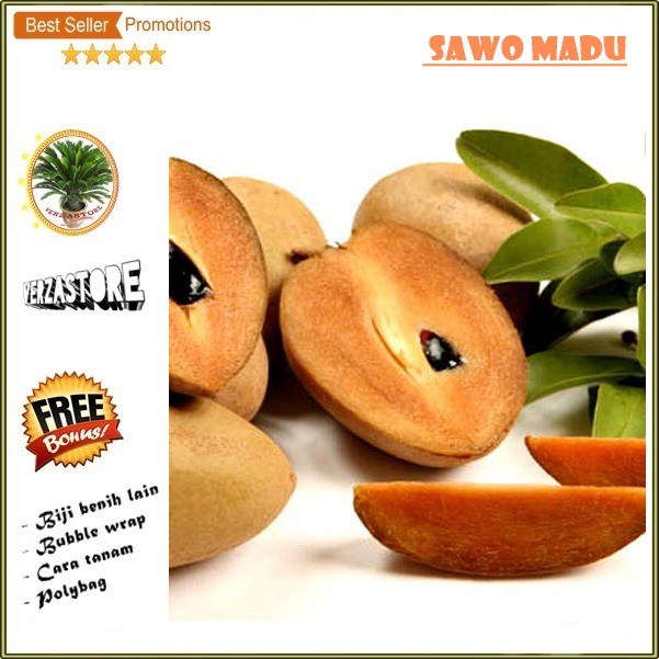 biji benih buah sawo madu /5 biji | Shopee Indonesia