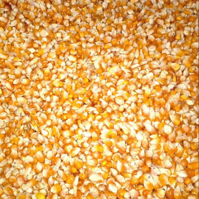 jagung kristal 1 kilo bulat kecil pakan burung merpati ayam | Shopee  Indonesia
