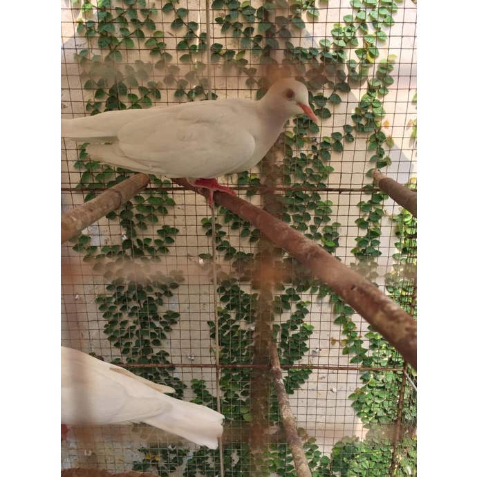 Burung Puter Putih Albino Jantan Betina Jinak Gacor - Bukan Tekukur - Coklat Jantan Rp248,000 690_X_690_jpg