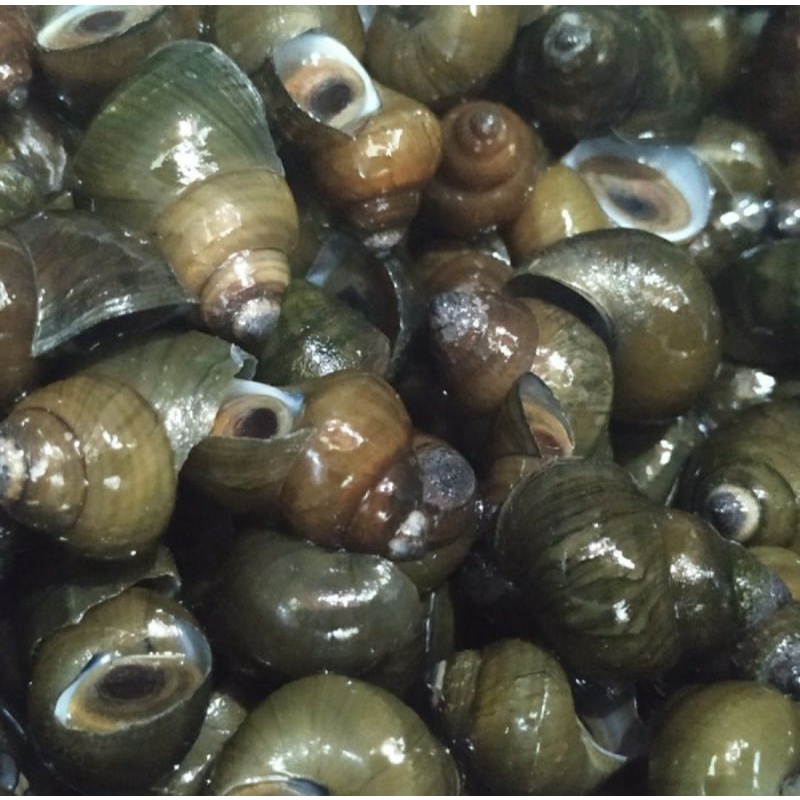 Berbeda dengan siput atau bekicot, jenis keong juga, . Siput Gondang Fresh Tutut Segar 1 0kg Shopee Indonesia