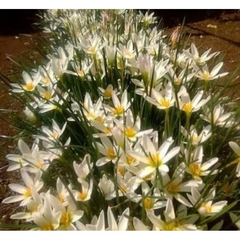 Yuk jadi yang pertama tau diskon & penawaran terbaik dari jd.id. Umbi Bibit Bunga Lily Rain Lily Hujan Putih Shopee Indonesia