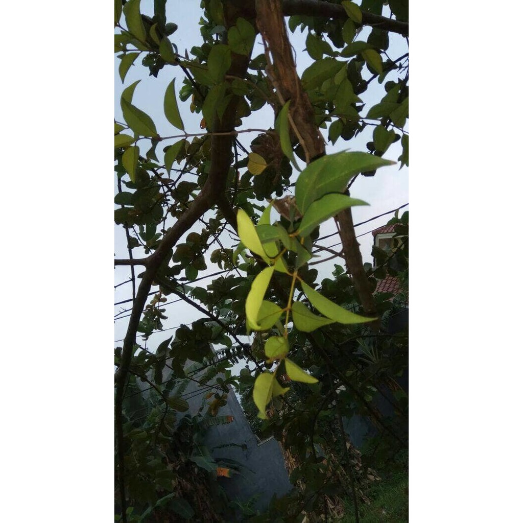 Tanaman Benalu Tumbuh Pada Pohon Jambu Air Keberadaan hama dan penyakit pada tanaman jambu air dapat menyebabkan menurunnya tingkat produksi dan kualitas buah yang dihasilkan hingga menyebabkan kematian.