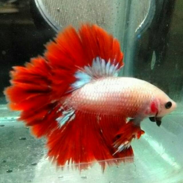 Cari harga dan promo terbaik untuk ikan cupang hias halfmoon rosetail diantara 176 produk. Jual Ikan Cupang King Rosetail Shopee Indonesia
