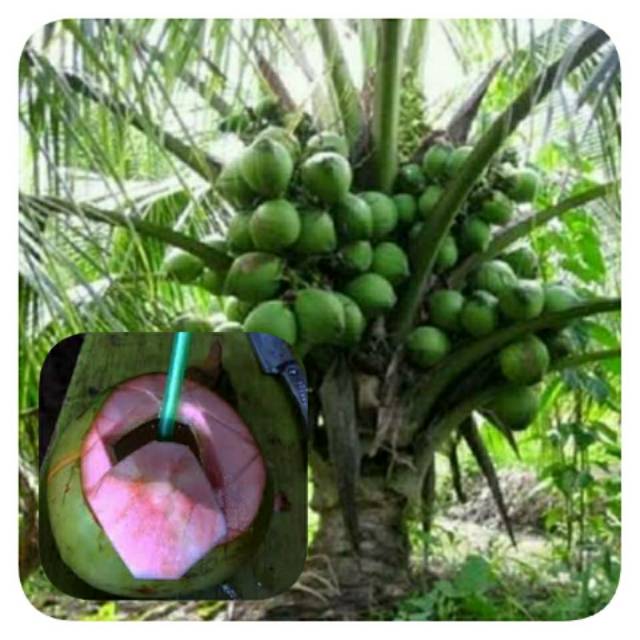 Bibit kelapa hijau wulung 5 batang gratis 1 | Shopee Indonesia