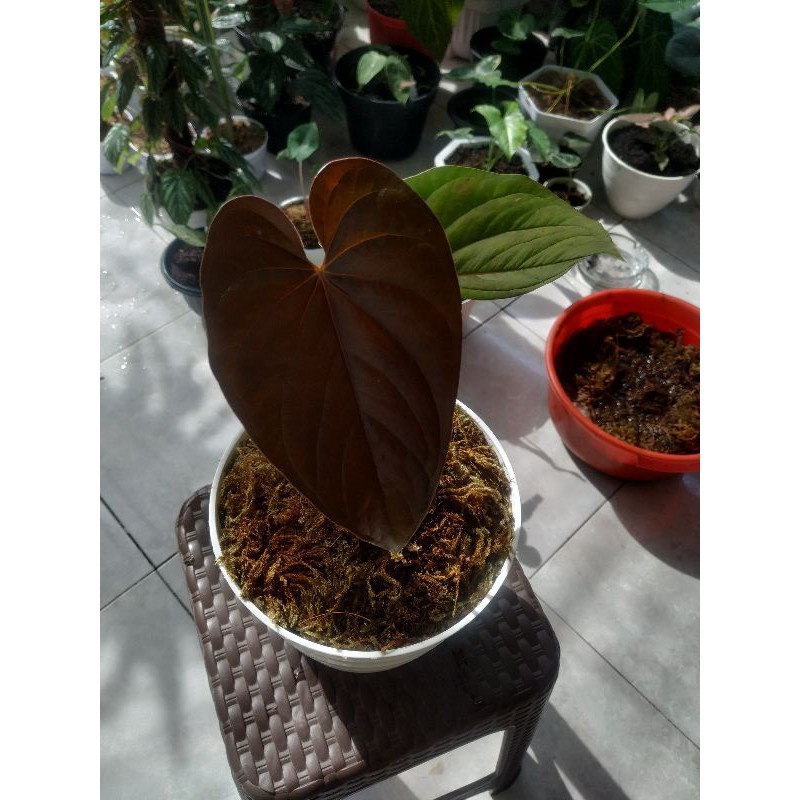 Tanaman yang sudah populer dari dulu, . Harga Anthurium Kuping Gajah Hitam Terbaru September 2022 Biggo Indonesia