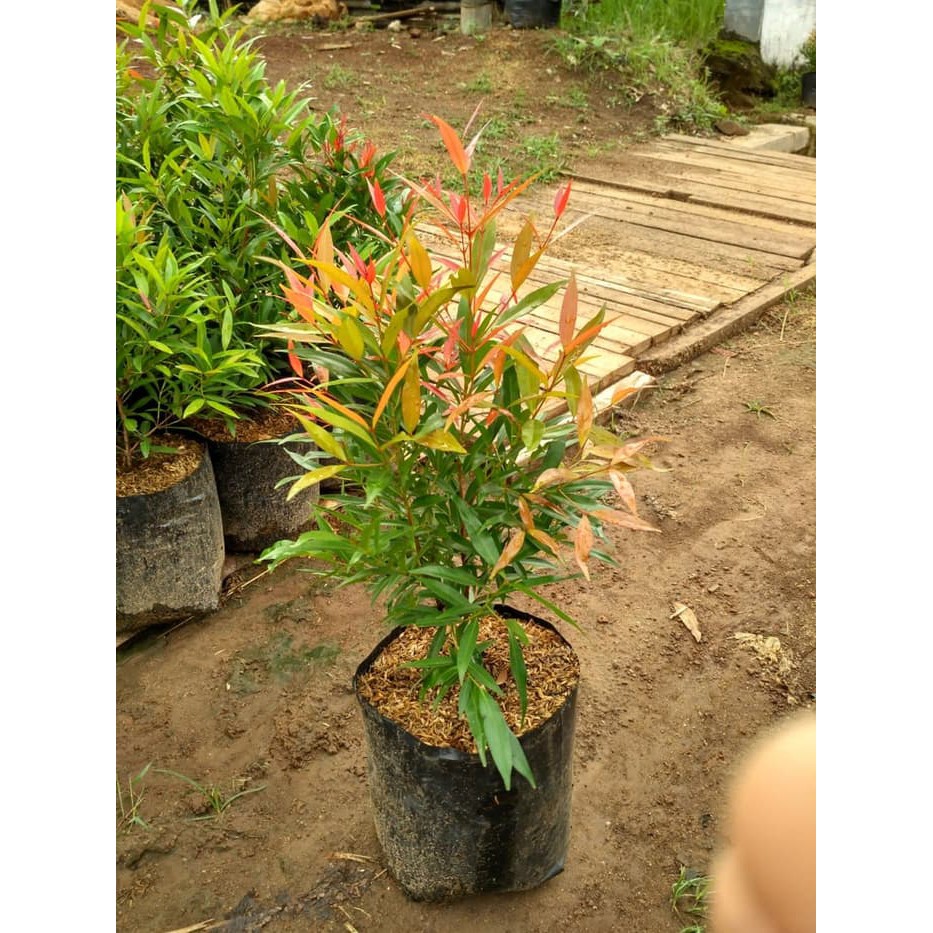 Unduh Gratis Gambar Jual Grosir Bibit Bunga Pucuk Merah Variegata Varigata Di Lapak Terbaru by www.lampunghits.com
