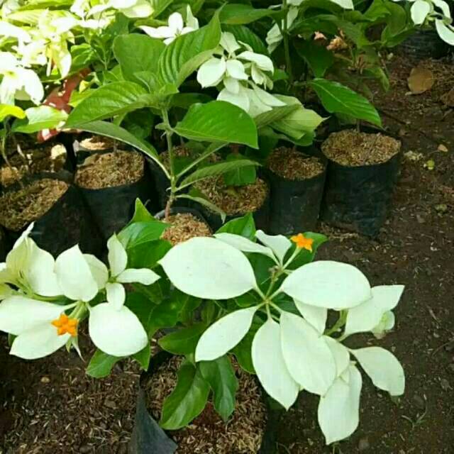 Gratis Download Gambar Bunga Bunga Indah Bunga Tulip Banci Ceri Stiker Line Line Store Terbaru by www.lampunghits.com