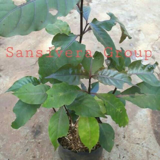 Sama seperti namanya, daun memiliki daun yang mayoritas berwarna ungu. Tanaman Daun Handeuleum Obat Wasir Handelem Herbal Shopee Indonesia