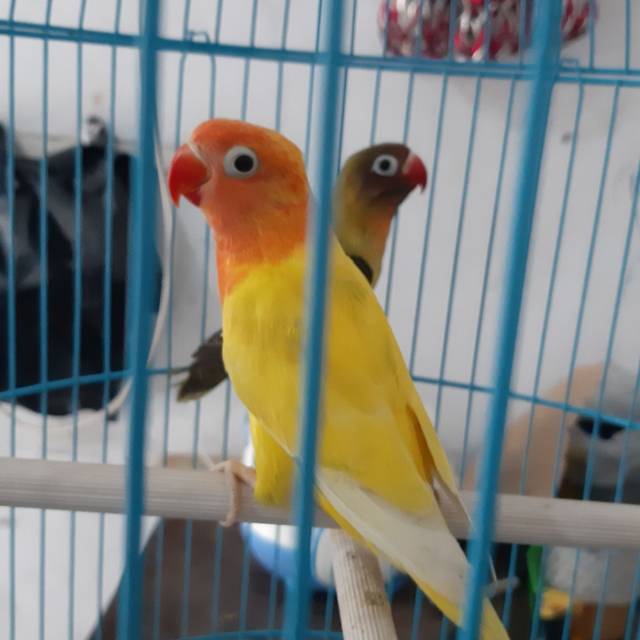 Jual Lovebird Lutino Mata Hitam Indonesia|Shopee Indonesia 640_X_640_jpg