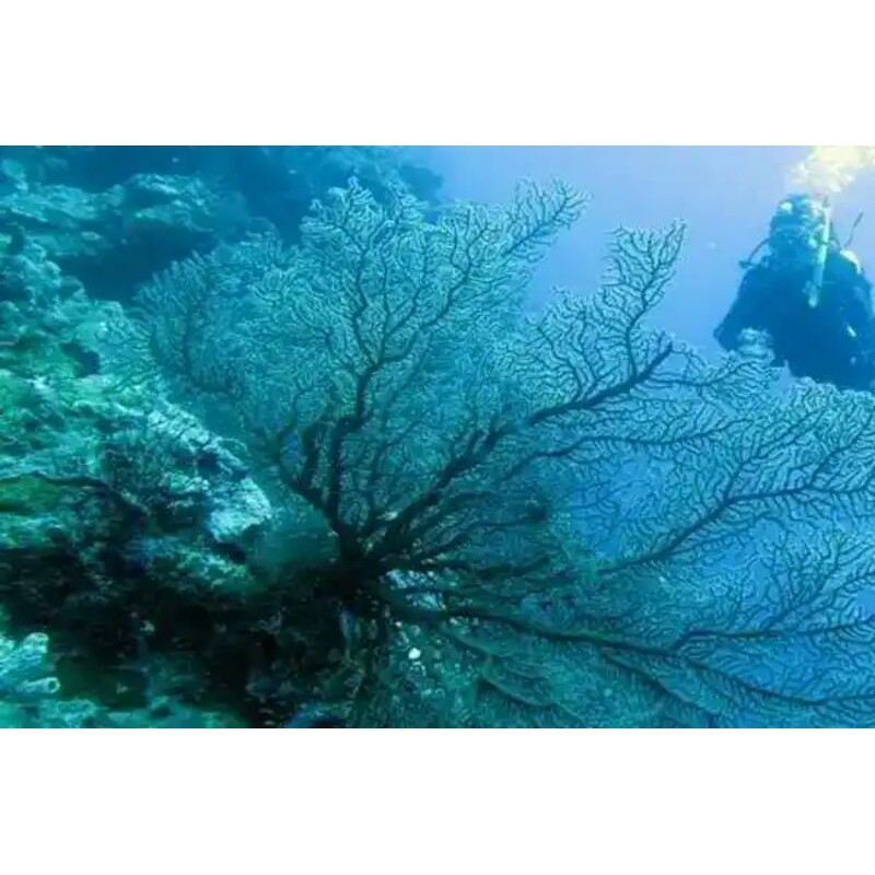 Bunga karang laut asli Aquarium aquascape | Shopee Indonesia