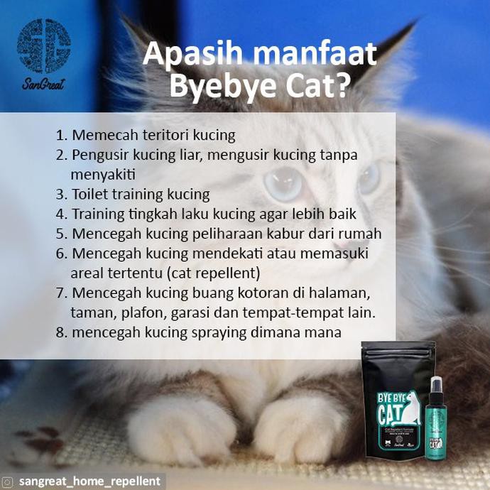 Cara Mengusir Kucing Agar Tidak Kembali Lagi Cara Mengusir Kucing Liar Di Rumah Agar Tak Kembali Lagi Twittermysite Nah Kalau Yang Ini Bakalan Lebih Nyebelin Lagi Karena Meong Yang Sudah