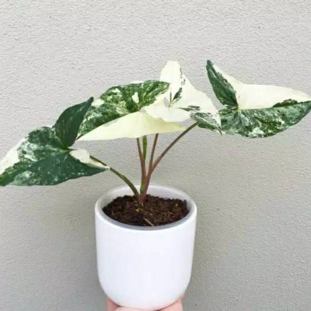 Hal ini disebabkan oleh pandemi . Tanaman hias syngonium varigata-syngonium varigata
