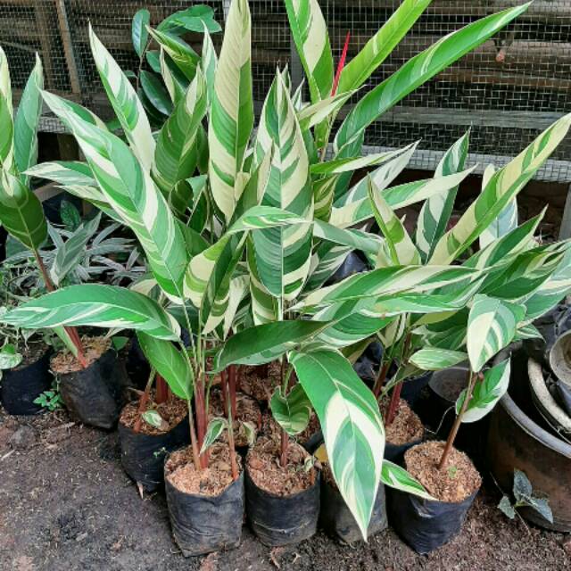 TANAMAN HELICORNIA VARIEGATA PISANG PISANGAN VARIGATA IMPOR | Shopee  Indonesia