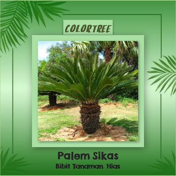 Flower frame vectors photos and psd files free download victorian vintage floral flourish ornamental bingkai bunga hitam bingkai foto suasana hati bingkai . Gambar Bunga Mawar Jambe - Gambar Bunga