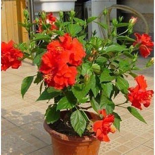 Dapatkan Gambar 40 Benih Bunga Hibiscus Kembang Sepatu Mix Colours Lazada Indonesia Terkeren oleh Lampung Hits