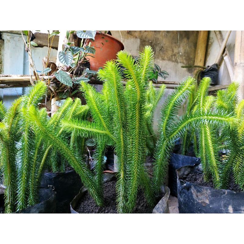 ekor monyet ekor kera tanaman ekor monyet anggrek tanaman hias | Shopee  Indonesia