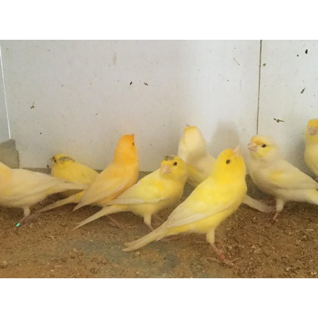Harga Burung Kenari Jantan Terbaru November 2021 | Biggo Indonesia 640_X_640_jpg