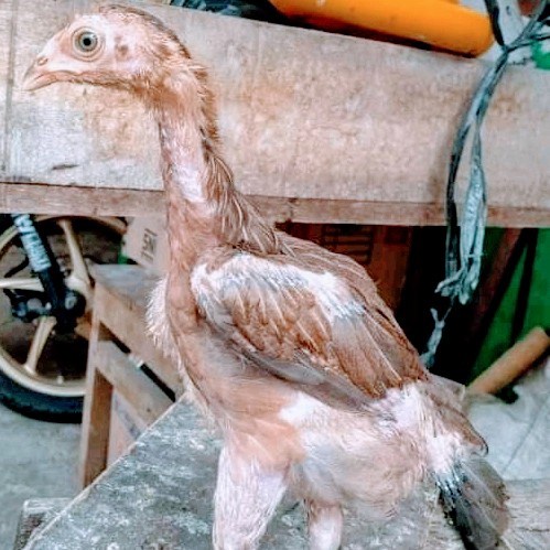 Daftar harga lingsir wengi doping ayam laga terbaru september 2021. Harga Anak Ayam Bangkok Super Terbaru September 2021 Biggo Indonesia