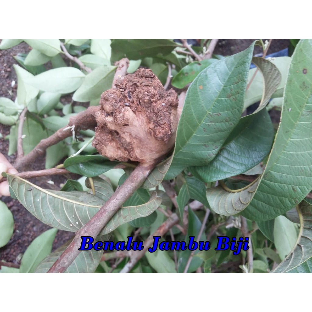 Daun Benalu Jambu Biji Indonesia Ulat pagoda pagodiella hekmeyeri Ulat penggoda cukup berbahaya bagi pertumbuhan jambu air.