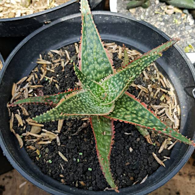 Bibit tanaman lidah buaya merah aloe vera red star tanaman bunga langka dan  unik bibit sukulen murah | Shopee Indonesia