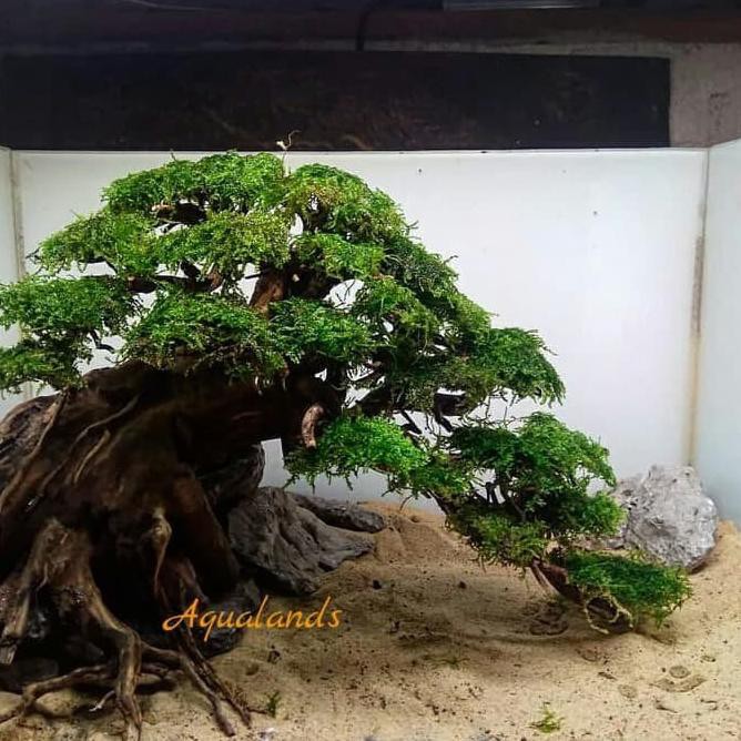 Cek harga terbaik sekarang hanya di biggo! Aquascape Aksesoris Aquarium Bonsai Aquascape Big Bonsai Akar Kayu Rasamala Moss Weeping Batu Ergga Shopee Indonesia