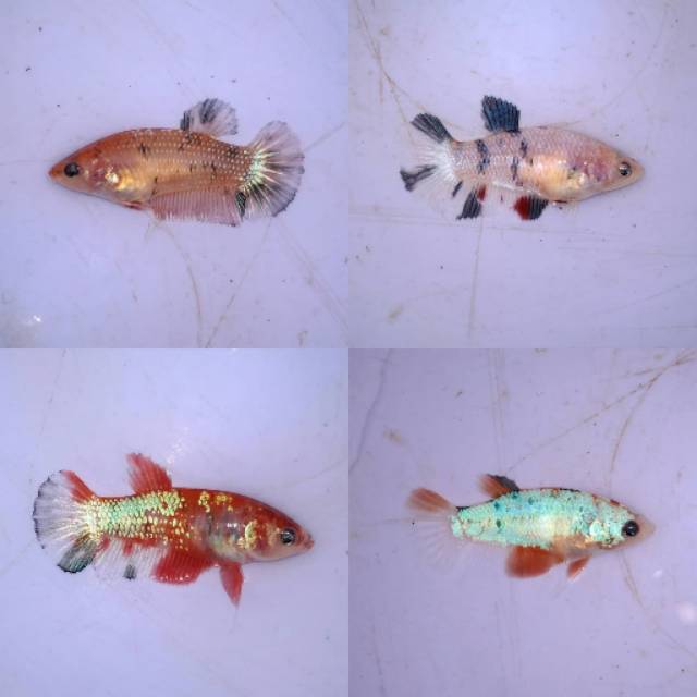 Gratis Download Gambar Cara Merawat Memelihara Ikan Cupang Plakat Fancy Dinsam Id Terkeren by Lampung Hits