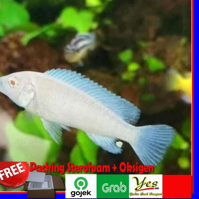 Sediakan tempat bersembunyi seperti potongan pipa pvc (paralon), karena pada dasarnya ikan ini pemalu. Shoppp Ikan Snow White Chiclid Siklid Ikan Hias Lemon Putih Shopee Indonesia