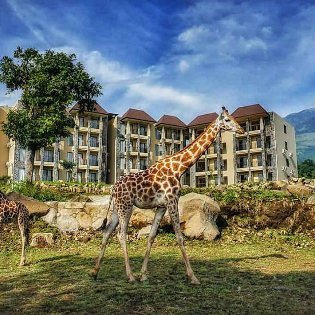 Harga Baobab Safari Resort Terbaru September 2021 | BigGo Indonesia