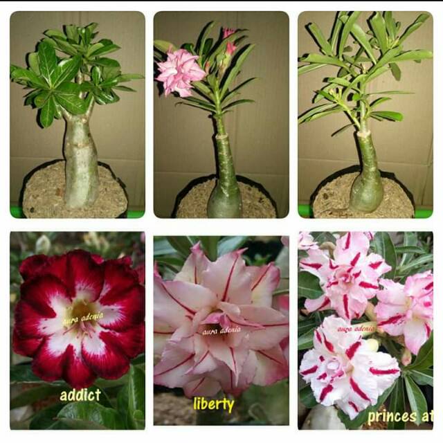 Jual Paket 3 Batang Bibit Bunga Kamboja Jepang Adenium Unggul  Indonesia|Shopee Indonesia