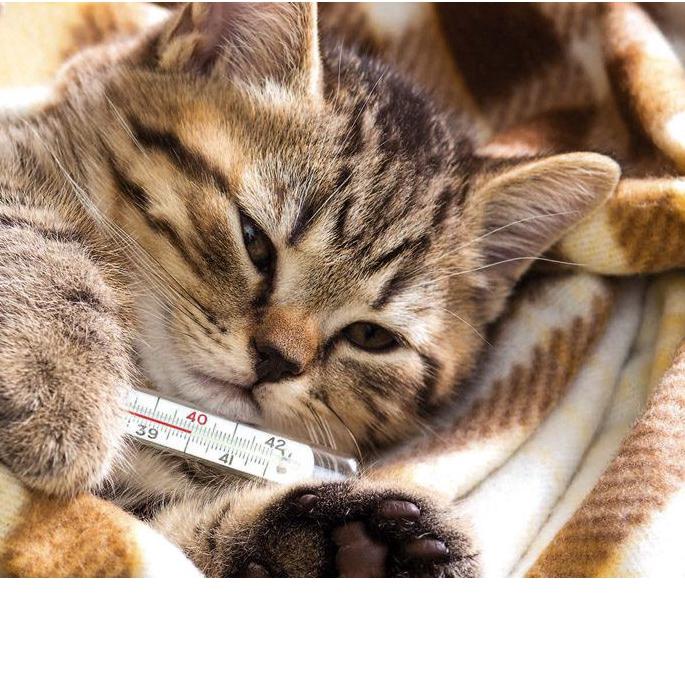 obat kucing sesak nafas infeksi saluran pernafasan nafas bunyi sesak nafas  | Shopee Indonesia