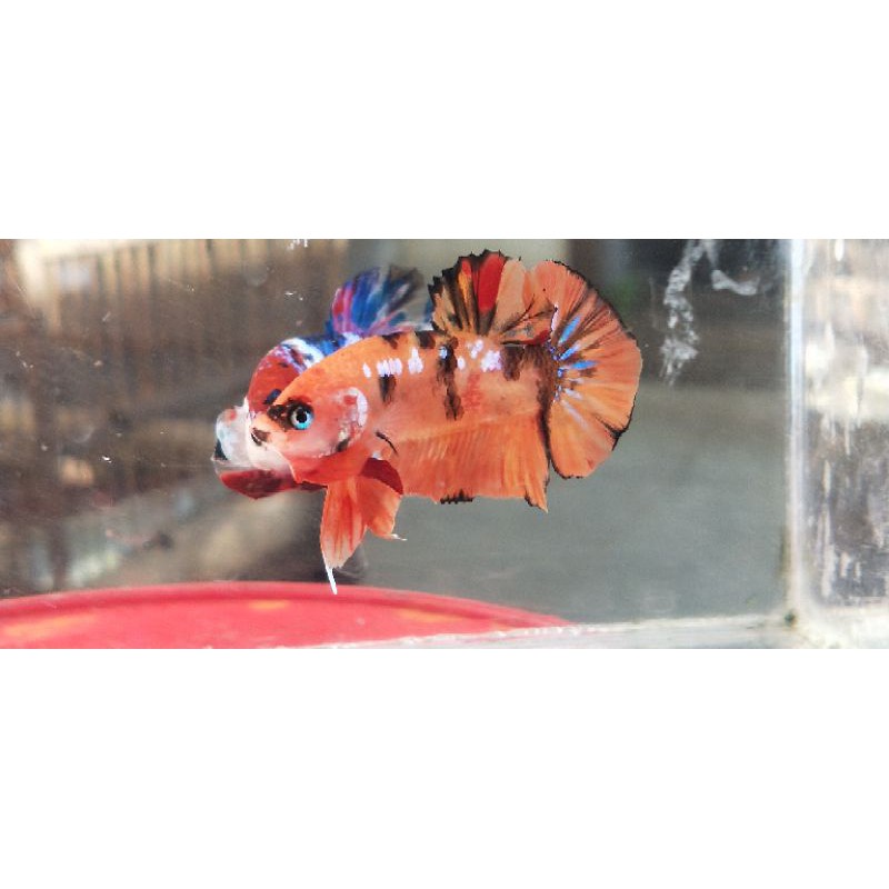 Cari harga dan promo terbaik untuk ikan cupang crowntail kontes diantara 33 produk. Ikan Cupang Nemo Galaxy Partai Shopee Indonesia