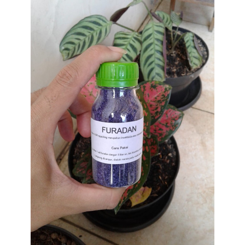 Untuk mengendalikan hama pada tanaman sayuran daun seperti sawi/pakcoy, kangkung, kubis atau bayam sebaiknya jangan berita artikel furadan, . Furadan 3gr Insektisida Nematisida Sistemik Pengendali Hama Anti Kutu Putih Shopee Indonesia