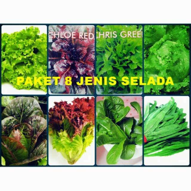 Bibit Selada Paket 8 Jenis Lettuce Hemat Hidroponik | Shopee Indonesia
