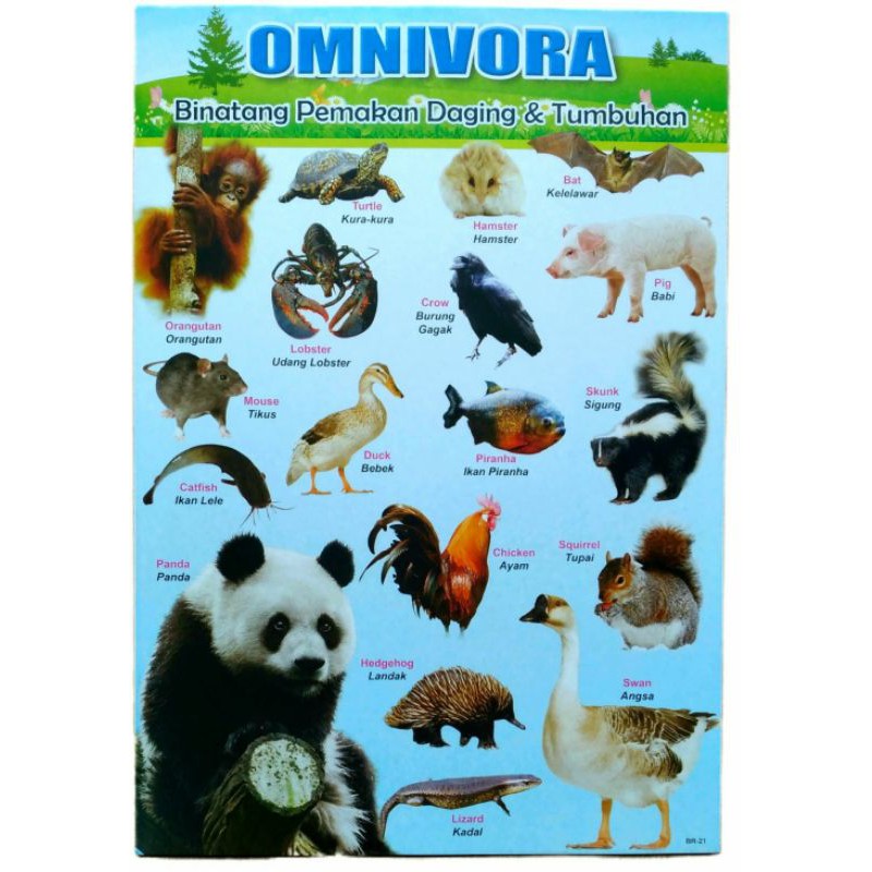 Poster Hewan Omnivora | Shopee Indonesia