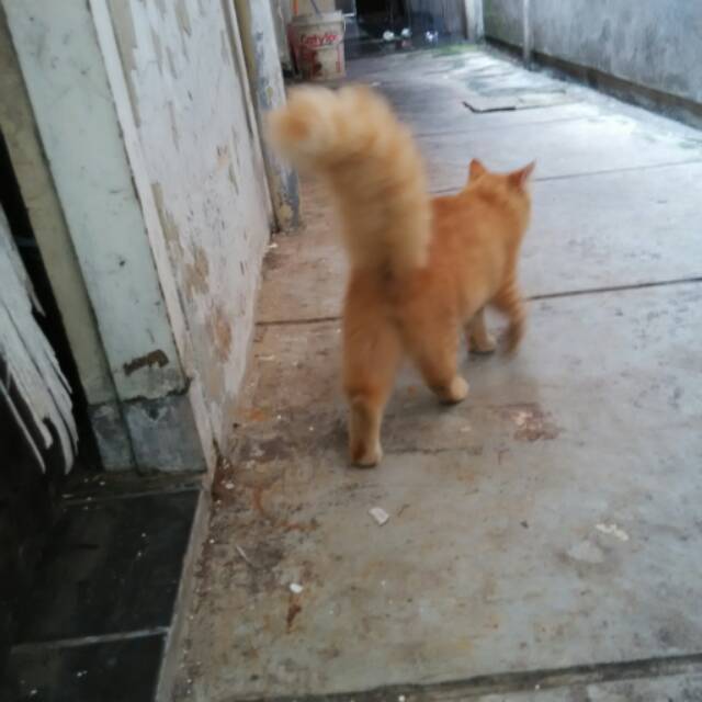 Gratis Download Gambar Kucing Anggora Asli Asalnya Dari Mana Ya Ini Fakta Kucing Terkeren by Lampunghits.com