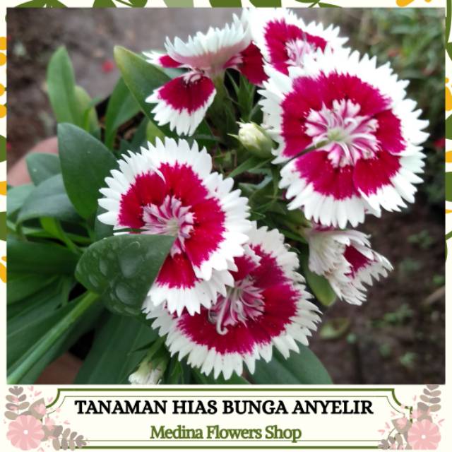 Tanaman Hias Bunga Anyelir | Shopee Indonesia