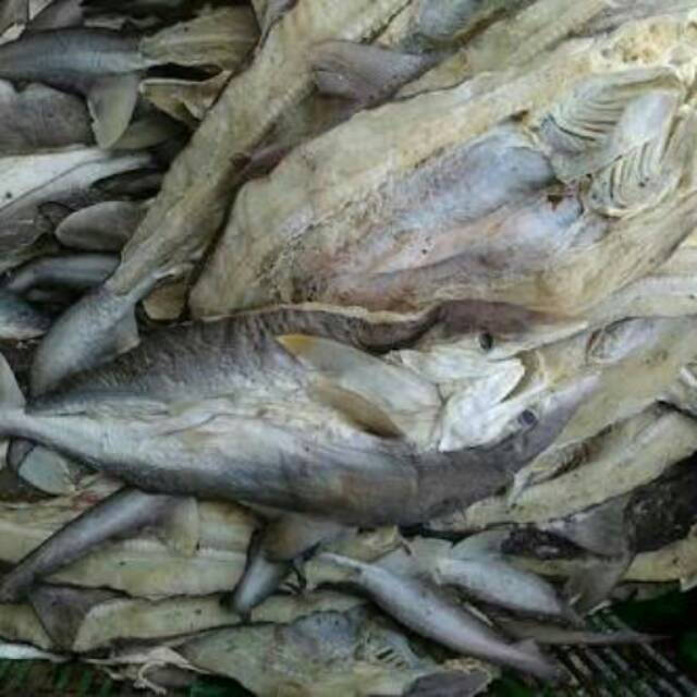 Download Gratis Gambar Ternyata Tulang Ikan Cucut Bisa Untuk Bahan Baku Kosmetik Foto 3 Terupdate oleh www.lampunghits.com